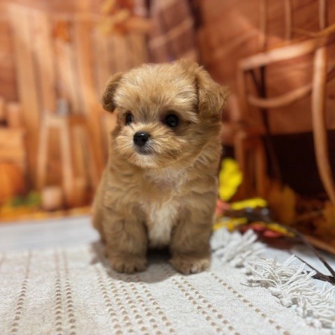 福岡県のチワプー/プーチー(チワワ×プードル) (犬の家＆猫の里トリアス久山店/2025年9月14日生まれ/女の子/レッド)の子犬の2枚目の画像