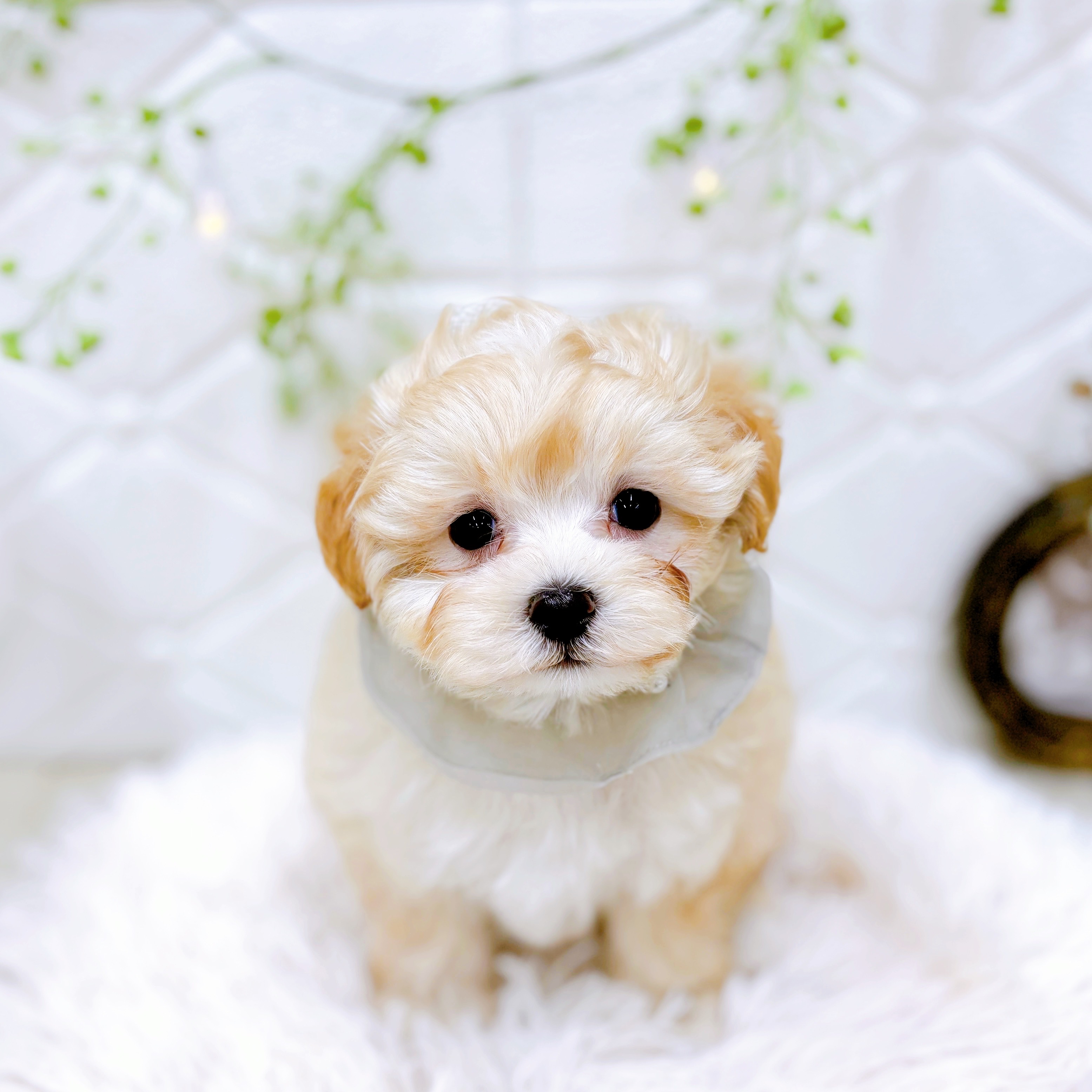 福井県のマルプー(マルチーズ×プードル) (犬の家＆猫の里アミーゴ福井店/2025年9月23日生まれ/男の子/クリームホワイト)の子犬