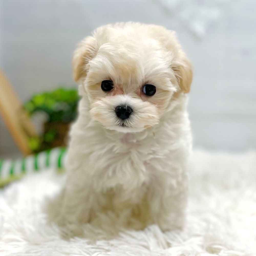 愛知県のマルプー(マルチーズ×プードル) (犬の家＆猫の里豊田店/2025年9月23日生まれ/女の子/ホワイトクリーム)の子犬の1枚目の画像