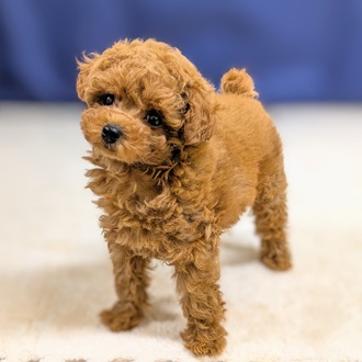 愛知県のトイプードル(トイ) (犬の家＆猫の里一宮店/2025年9月20日生まれ/女の子/レッド)の子犬の2枚目の画像