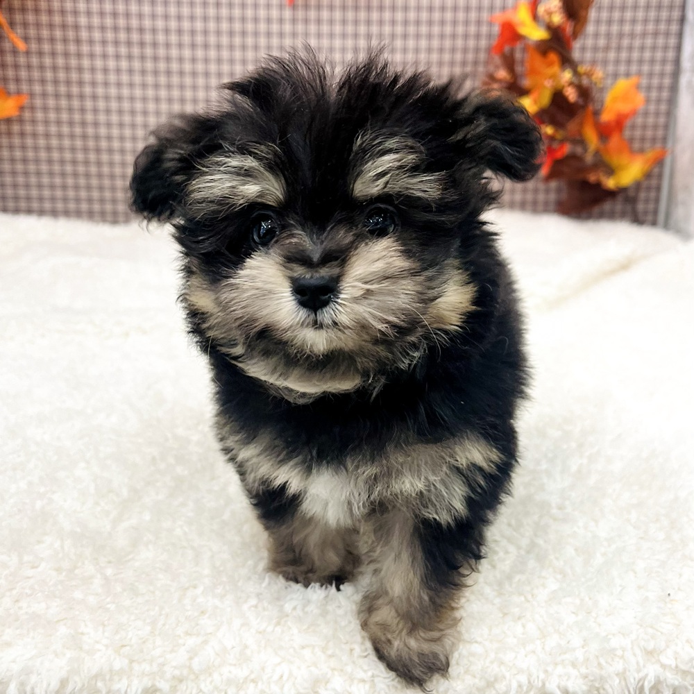 愛知県のポメマル/マルポメ(ポメラニアン×マルチーズ) (犬の家＆猫の里エアポートウォーク店/2025年9月23日生まれ/女の子/ブラックタン)の子犬の2枚目の画像
