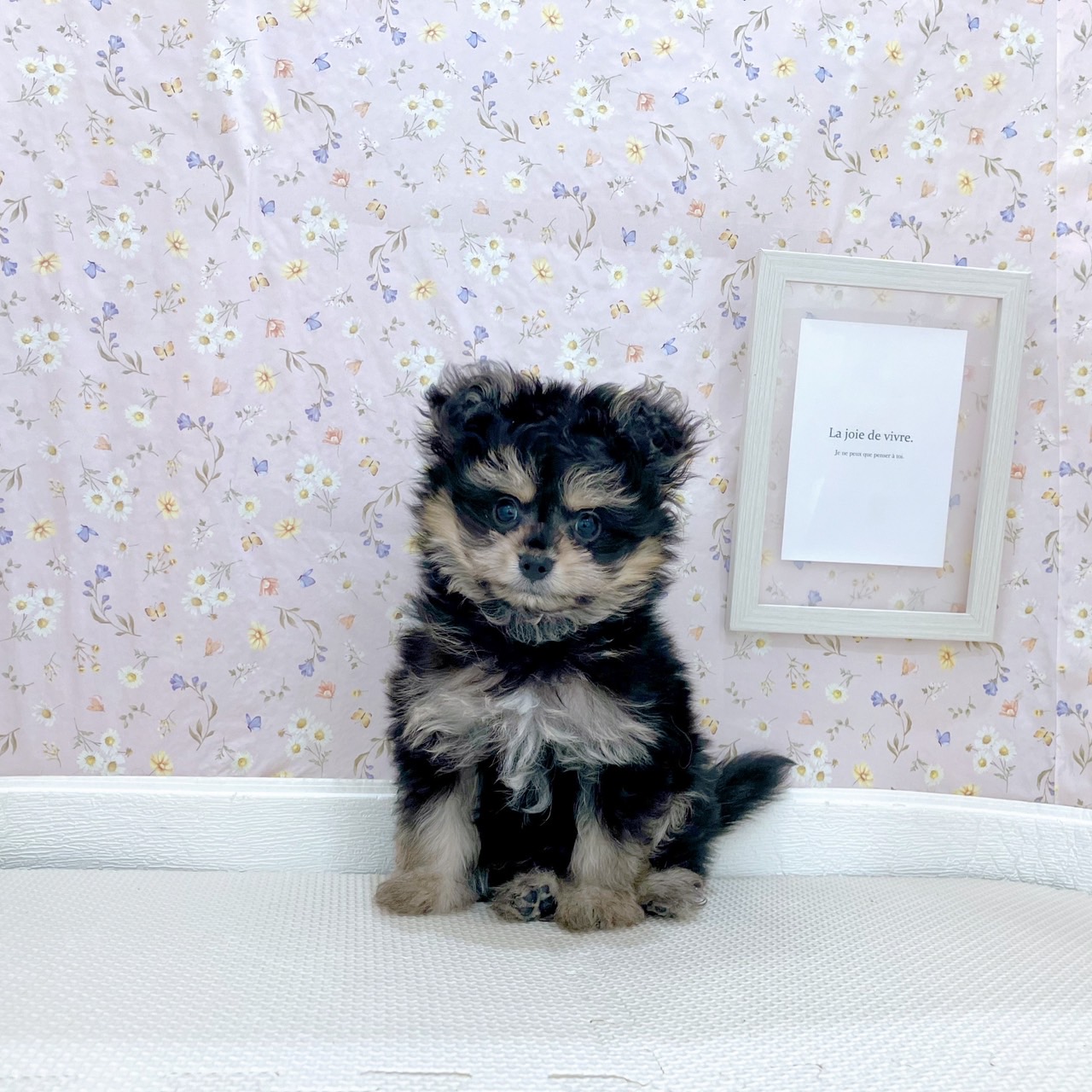 石川県のポメマル/マルポメ(ポメラニアン×マルチーズ) (犬の家＆猫の里金沢店/2025年9月23日生まれ/男の子/ブラックタン)の子犬の2枚目の画像