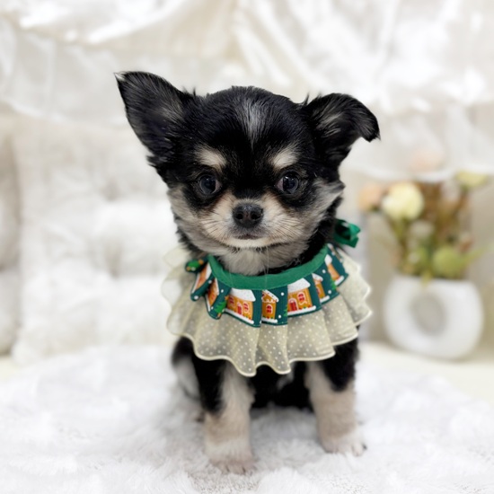 岐阜県のチワワ(ロング) (犬の家＆猫の里カラフルタウン岐阜店/2025年9月19日生まれ/女の子/ブラッククリームホワイト)の子犬の2枚目の画像