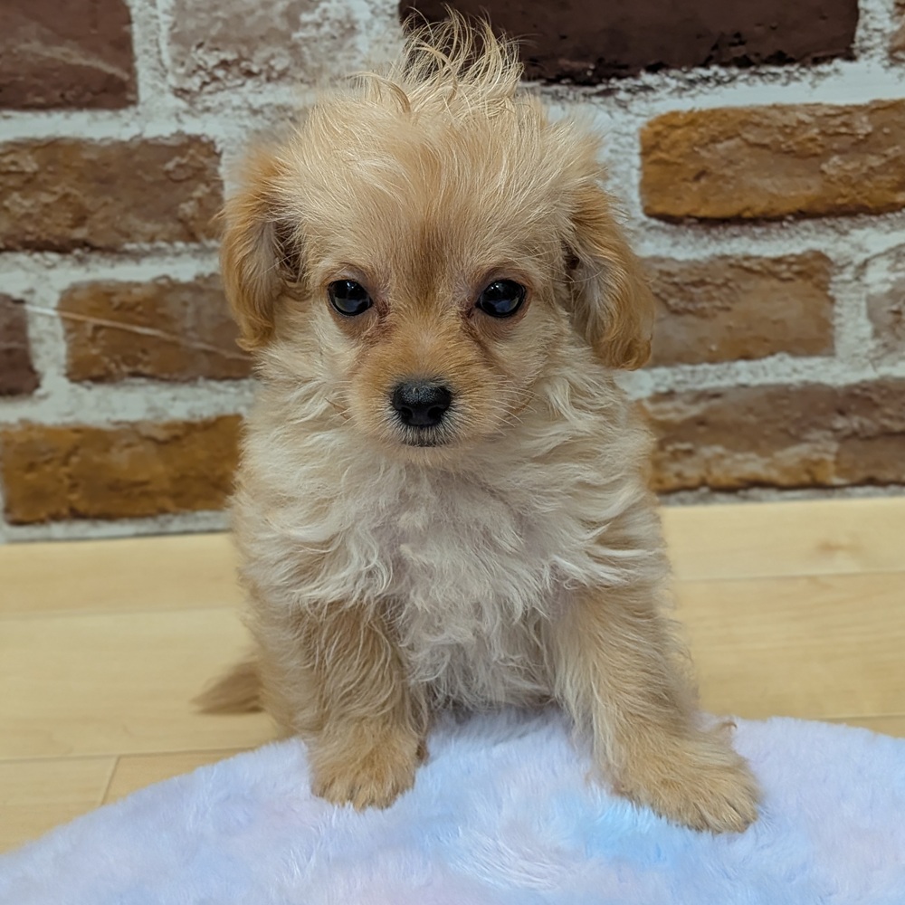 愛知県のチワプー/プーチー(チワワ×プードル) (犬の家＆猫の里七宝店/2025年9月23日生まれ/男の子/クリーム)の子犬の2枚目の画像