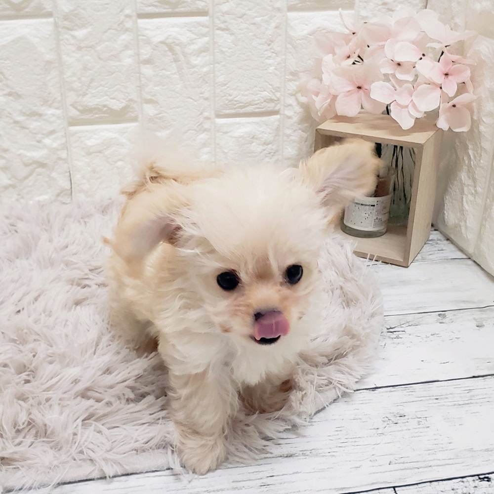 岡山県のチワプー/プーチー(チワワ×プードル) (犬の家＆猫の里岡山店/2025年9月23日生まれ/男の子/クリーム)の子犬の2枚目の画像