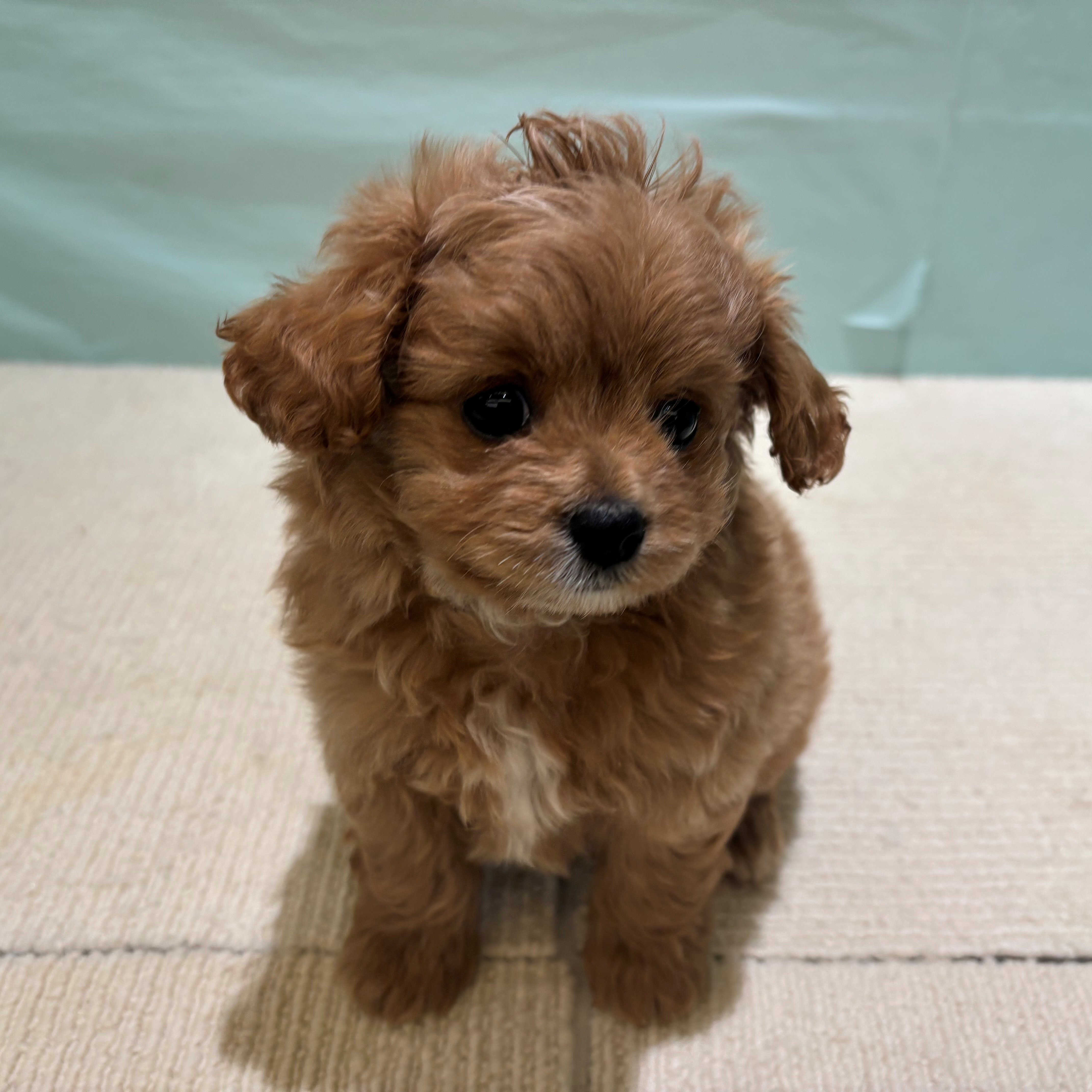 愛知県のチワプー/プーチー(チワワ×プードル) (犬の家＆猫の里春日井本店/2025年9月23日生まれ/男の子/アプリコット)の子犬の1枚目の画像