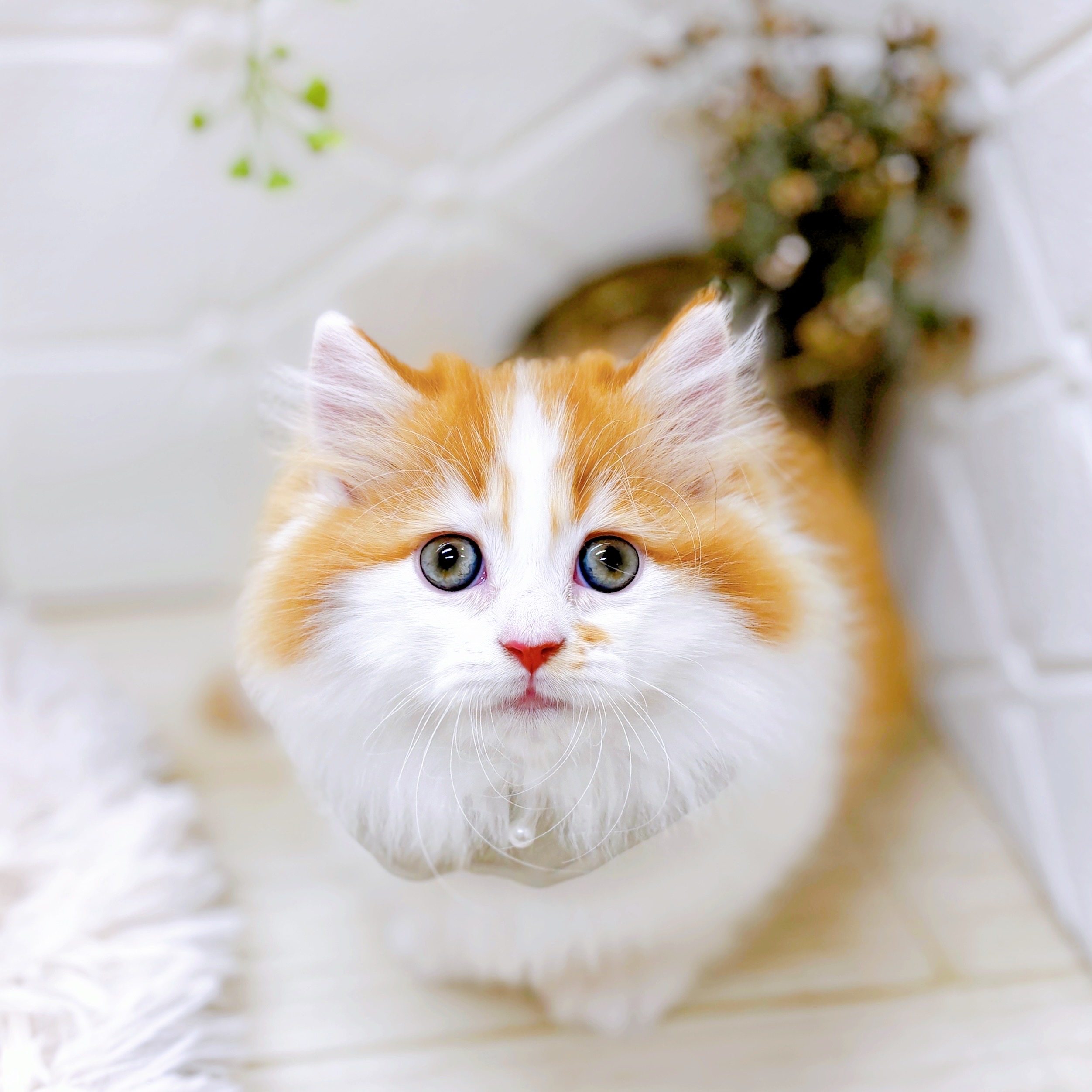 福井県のミヌエット (犬の家＆猫の里アミーゴ福井店/2025年9月23日生まれ/男の子/レッドタビーホワイト)の子猫