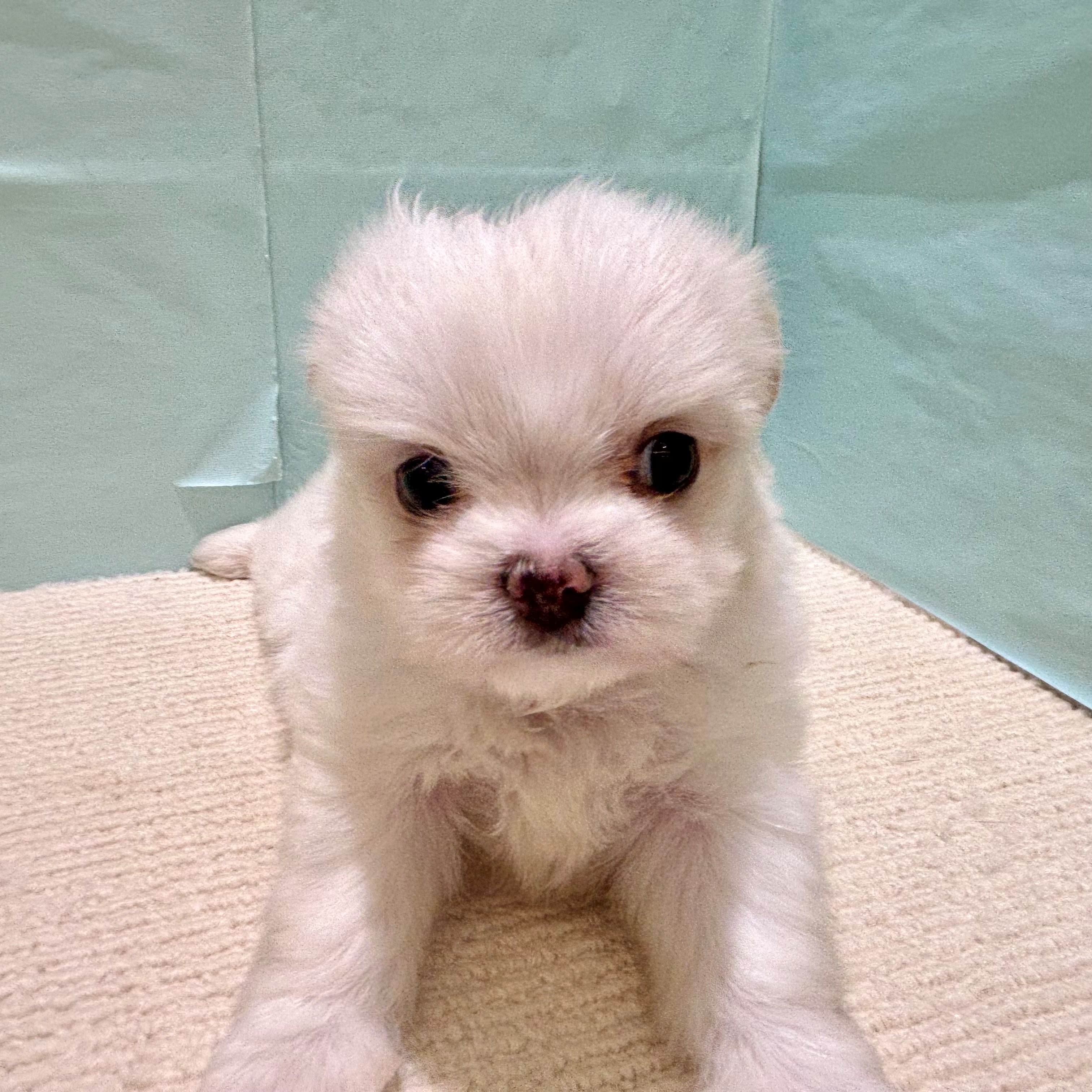 愛知県のチワマル/マルチワ(チワワ×マルチーズ) (犬の家＆猫の里春日井本店/2025年9月24日生まれ/男の子/クリーム)の子犬の1枚目の画像