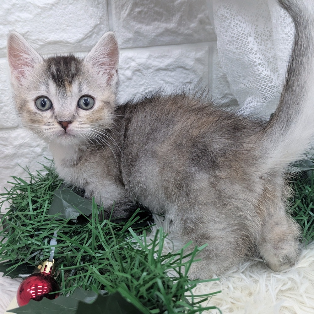 愛知県のマンチカン (犬の家＆猫の里MEGAドン・キホーテ東海名和店/2025年9月24日生まれ/女の子/シルバーパッチドタビーホワイト)の子猫