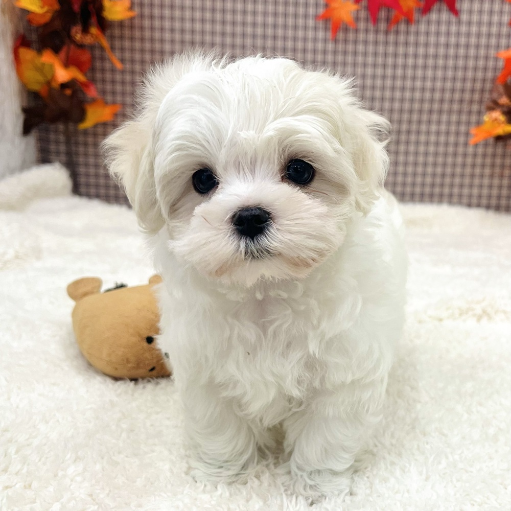 愛知県のマルチーズ (犬の家＆猫の里エアポートウォーク店/2025年9月23日生まれ/女の子/ホワイト)の子犬