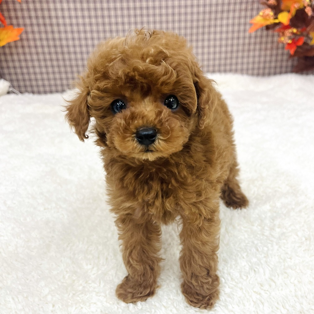愛知県のトイプードル(タイニー) (犬の家＆猫の里エアポートウォーク店/2025年9月24日生まれ/男の子/レッド)の子犬の1枚目の画像