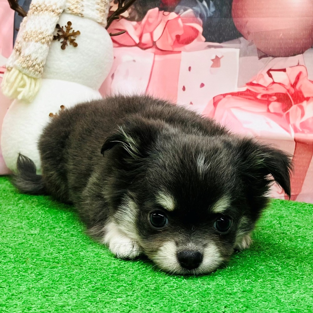 愛知県のチワワ(ロング) (犬の家＆猫の里名古屋天白店/2025年9月24日生まれ/男の子/ブルークリーム)の子犬の2枚目の画像