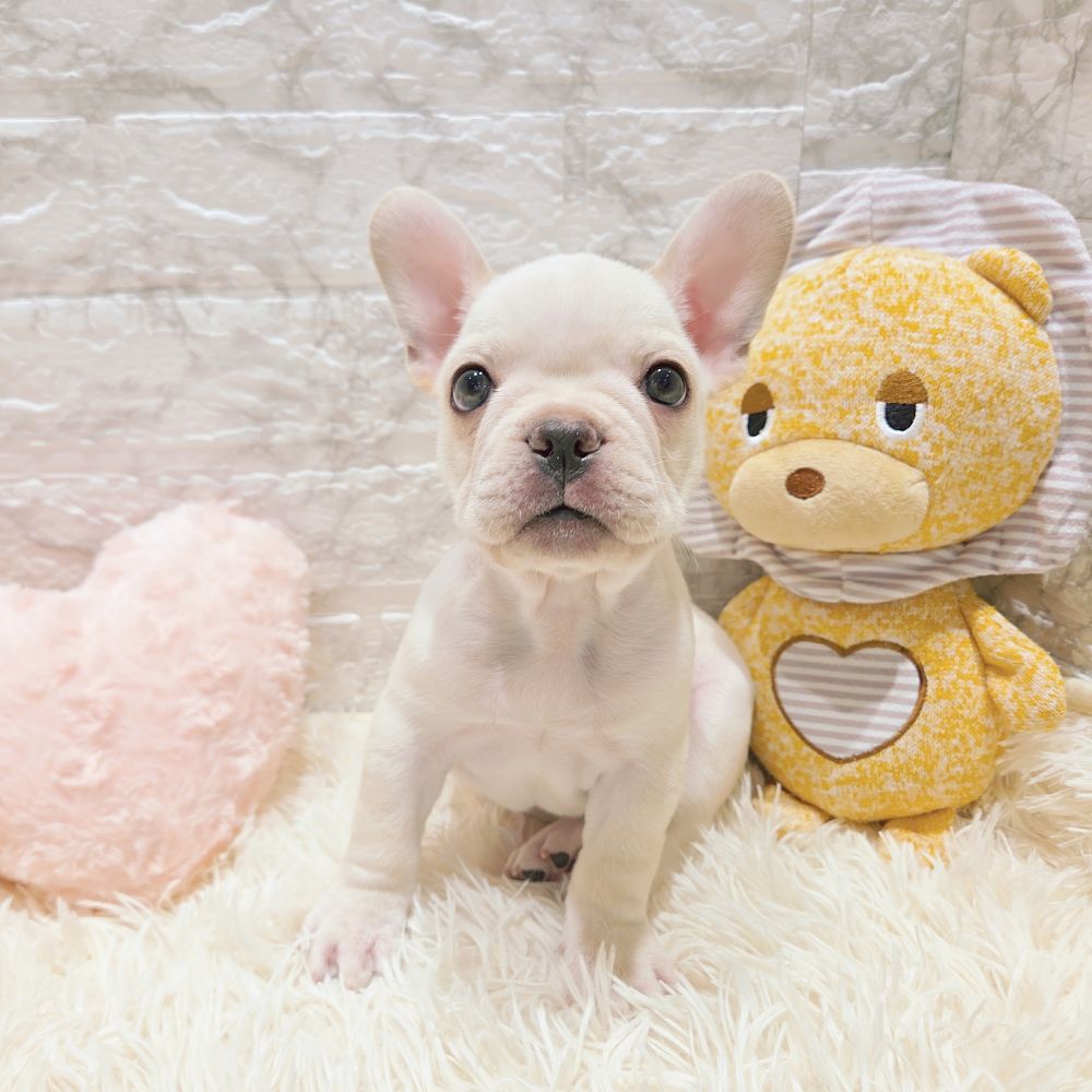 愛知県のフレンチブルドッグ (犬の家＆猫の里MiO香久山店/2025年9月24日生まれ/男の子/クリーム)の子犬の1枚目の画像