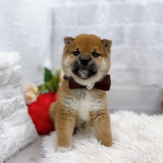 滋賀県の柴犬(標準サイズ) (犬の家＆猫の里長浜店/2025年9月24日生まれ/男の子/赤)の子犬の1枚目の画像