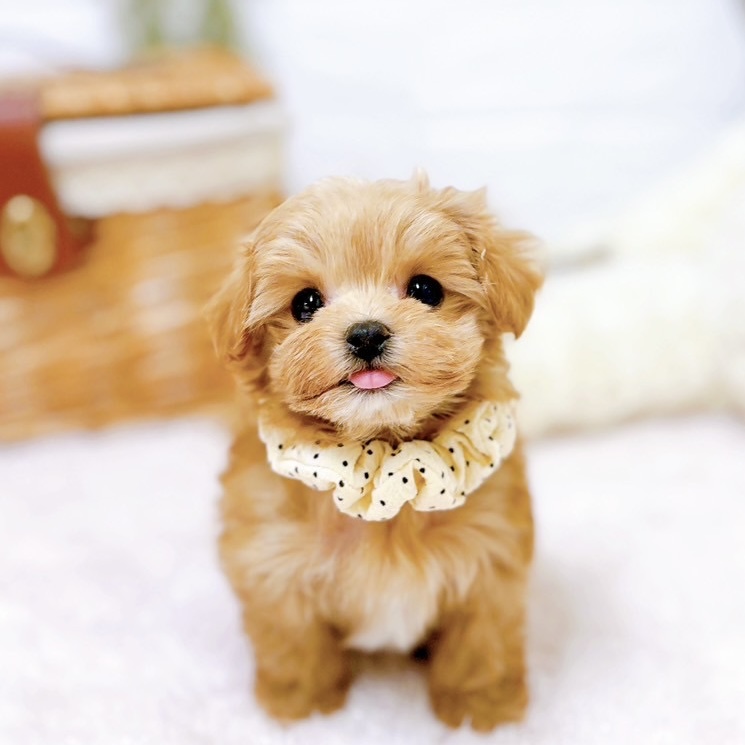 ハーフ犬女の子の写真