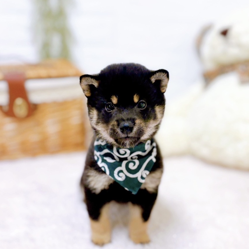 滋賀県の柴犬(標準サイズ) (犬の家＆猫の里近江八幡店/2025年9月24日生まれ/男の子/黒)の子犬の1枚目の画像