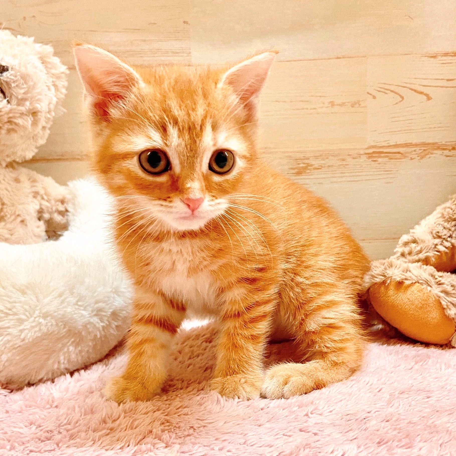 兵庫県のスコティッシュフォールド (犬の家＆猫の里神戸店/2025年9月21日生まれ/女の子/レッドタビー)の子猫の2枚目の画像