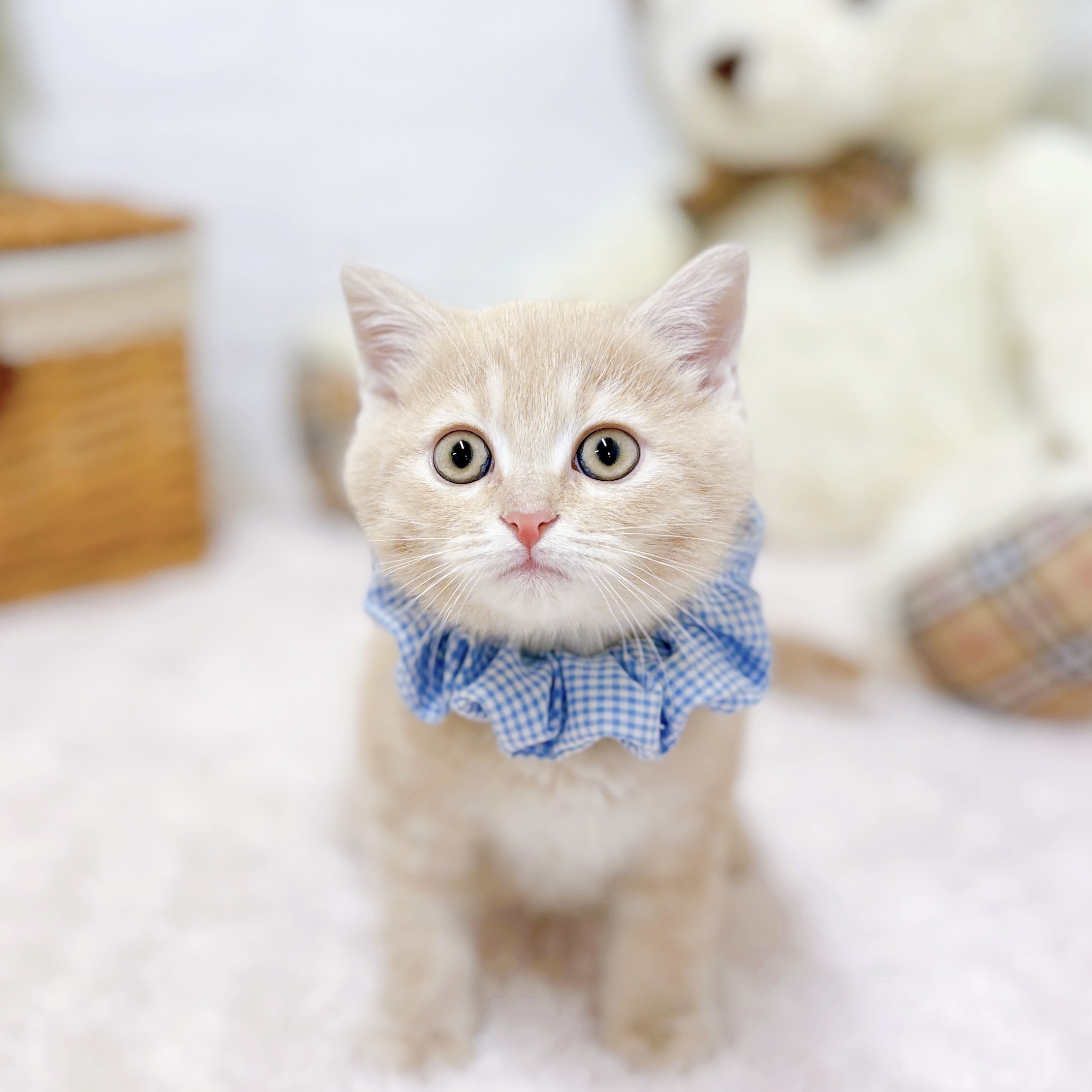 滋賀県のスコティッシュフォールド (犬の家＆猫の里近江八幡店/2025年9月21日生まれ/男の子/クリームタビー)の子猫の1枚目の画像