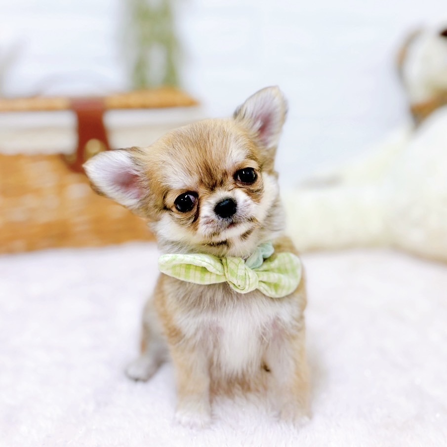 滋賀県のチワワ(ロング) (犬の家＆猫の里近江八幡店/2025年9月23日生まれ/男の子/フォーンホワイト)の子犬の1枚目の画像