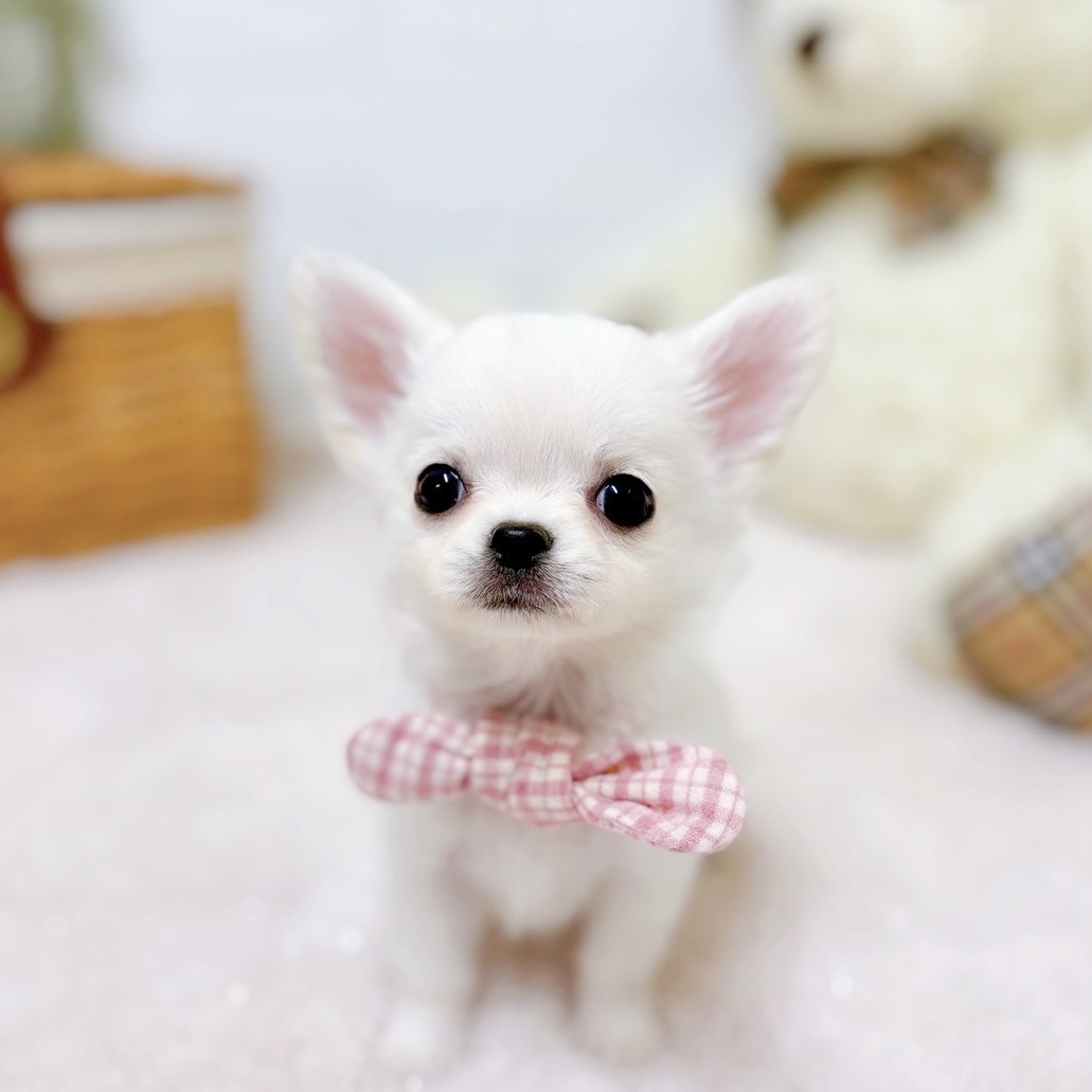 滋賀県のチワワ(ロング) (犬の家＆猫の里近江八幡店/2025年9月25日生まれ/女の子/クリーム)の子犬の1枚目の画像