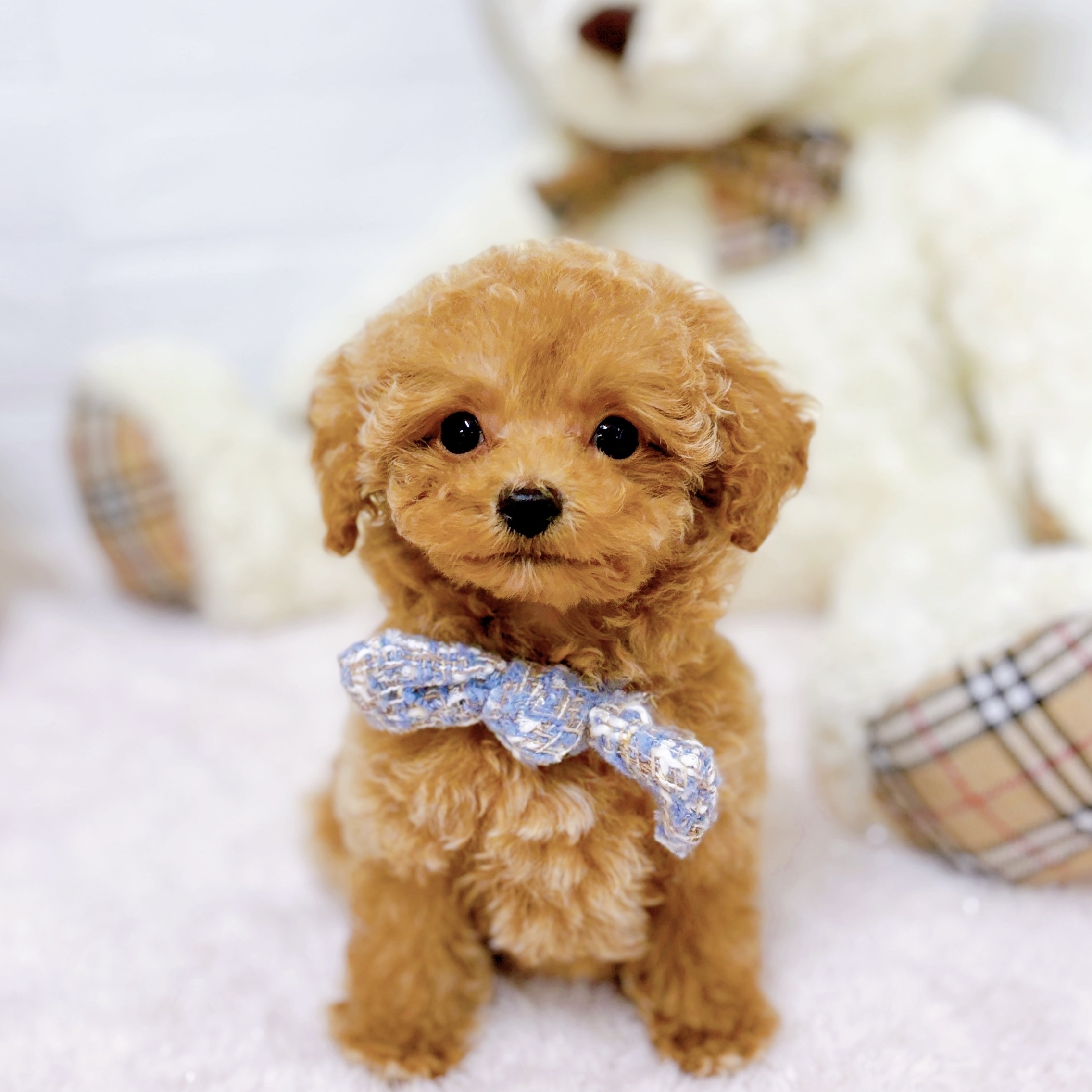 滋賀県のトイプードル(トイ) (犬の家＆猫の里近江八幡店/2025年9月13日生まれ/男の子/ペールフォーン)の子犬の1枚目の画像