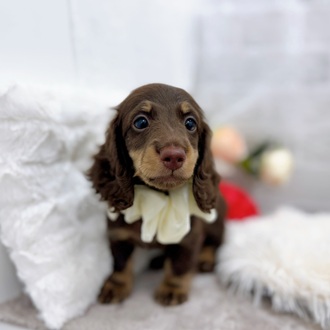 ミニチュアダックス男の子の写真