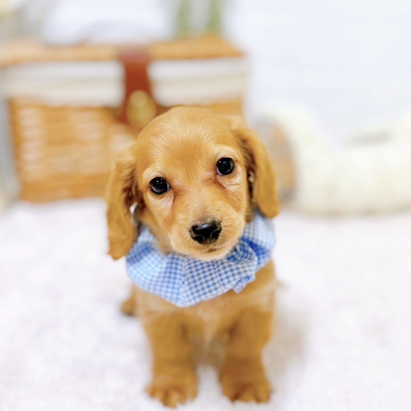 滋賀県のミニチュアダックスフンド(ロング) (犬の家＆猫の里近江八幡店/2025年9月25日生まれ/男の子/ゴールド)の子犬の1枚目の画像