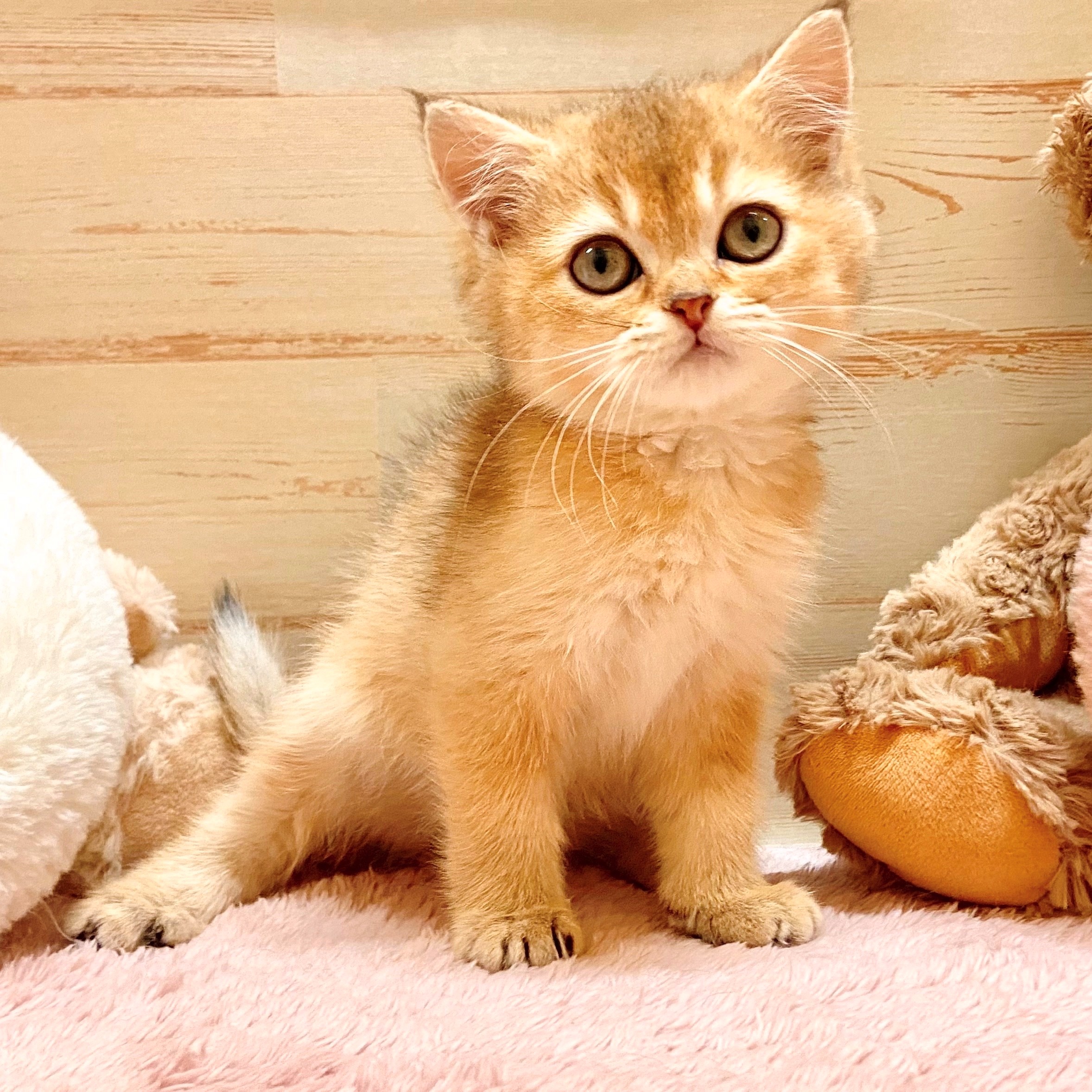 兵庫県のブリティッシュショートヘアー (犬の家＆猫の里神戸店/2025年9月18日生まれ/男の子/ブラックゴールデンシェーデット)の子猫