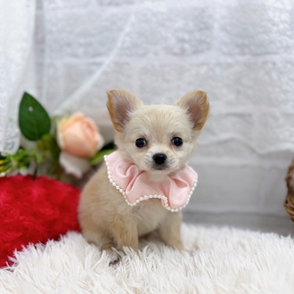 滋賀県のチワワ(ロング) (犬の家＆猫の里長浜店/2025年9月23日生まれ/女の子/クリーム)の子犬の1枚目の画像