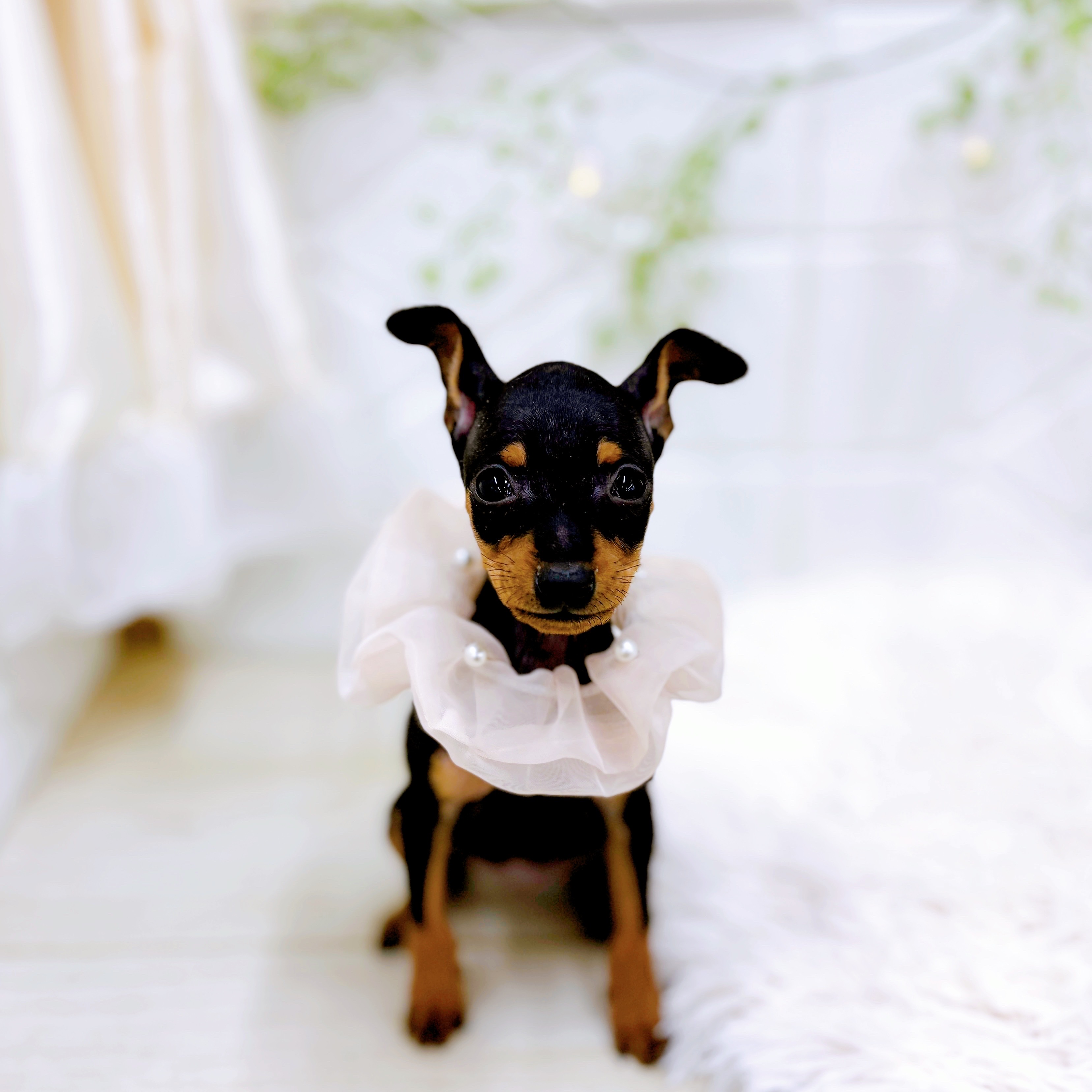 福井県のミニチュアピンシャー (犬の家＆猫の里アミーゴ福井店/2025年9月24日生まれ/女の子/ブラックタン)の子犬