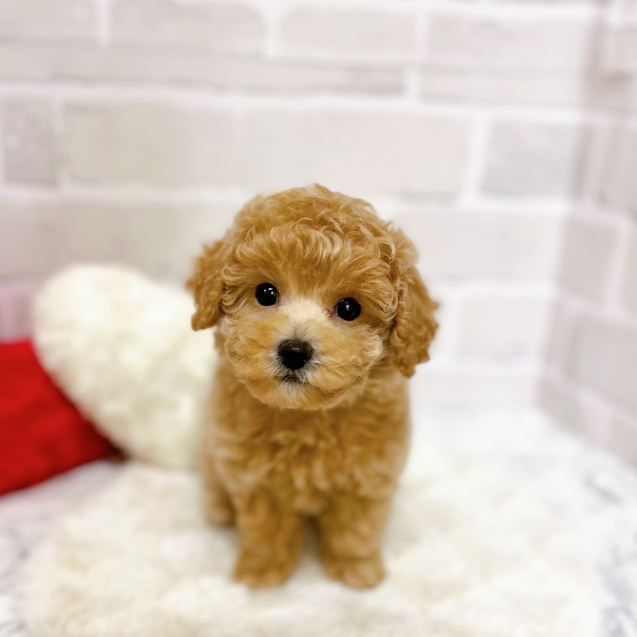 京都府のトイプードル(トイ) (犬の家＆猫の里京都精華店/2025年9月24日生まれ/女の子/ペールフォーン)の子犬の1枚目の画像