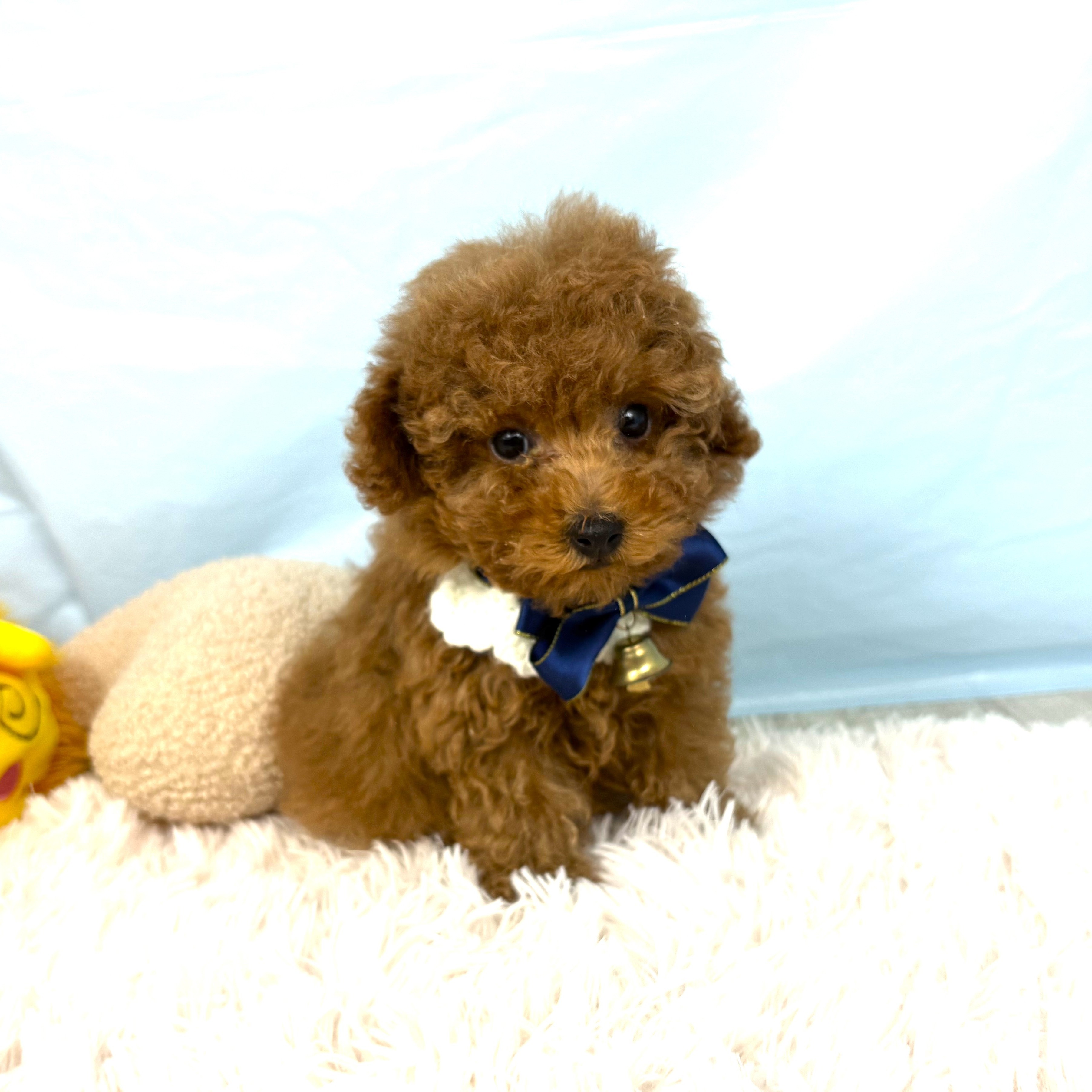 犬が舌を出すのはなぜ？理由やストレスと病気の心配について解説