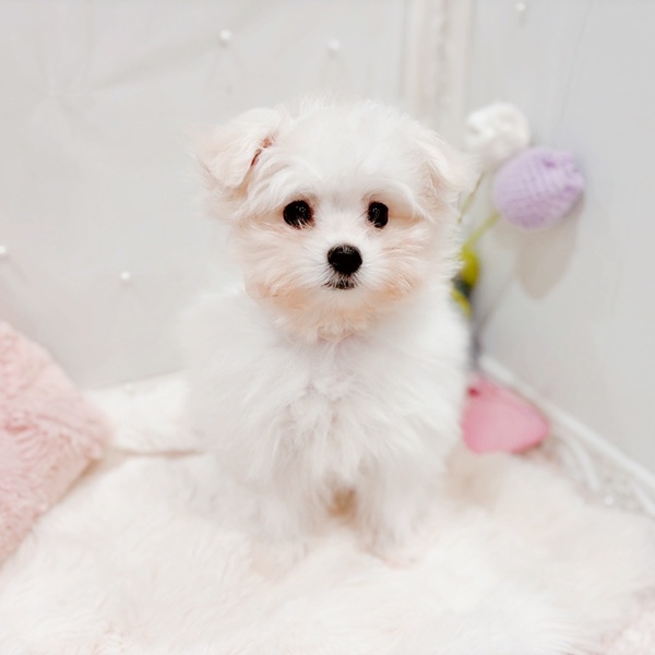 福井県のポメマル/マルポメ(ポメラニアン×マルチーズ) (犬の家＆猫の里福井店/2025年9月24日生まれ/女の子/クリーム)の子犬の2枚目の画像