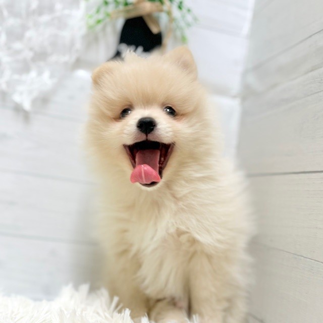 愛知県のポメラニアン (犬の家＆猫の里豊田店/2025年9月26日生まれ/男の子/クリーム)の子犬の2枚目の画像