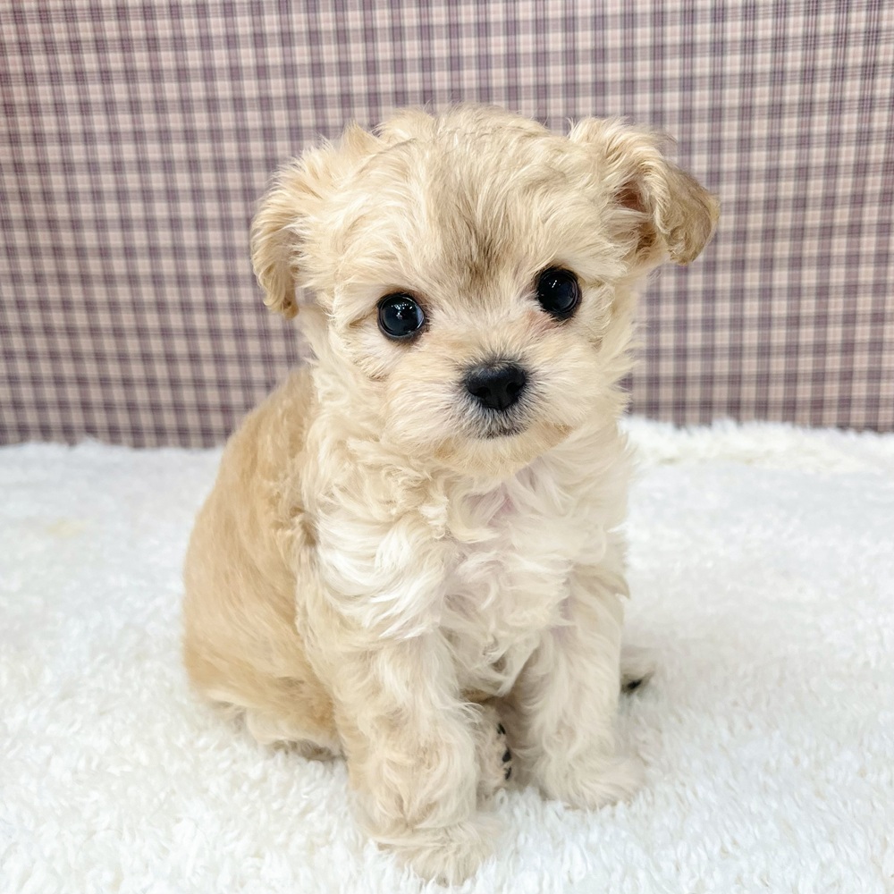 愛知県のチワプー/プーチー(チワワ×プードル) (犬の家＆猫の里エアポートウォーク店/2025年9月25日生まれ/女の子/アプリコットホワイト)の子犬