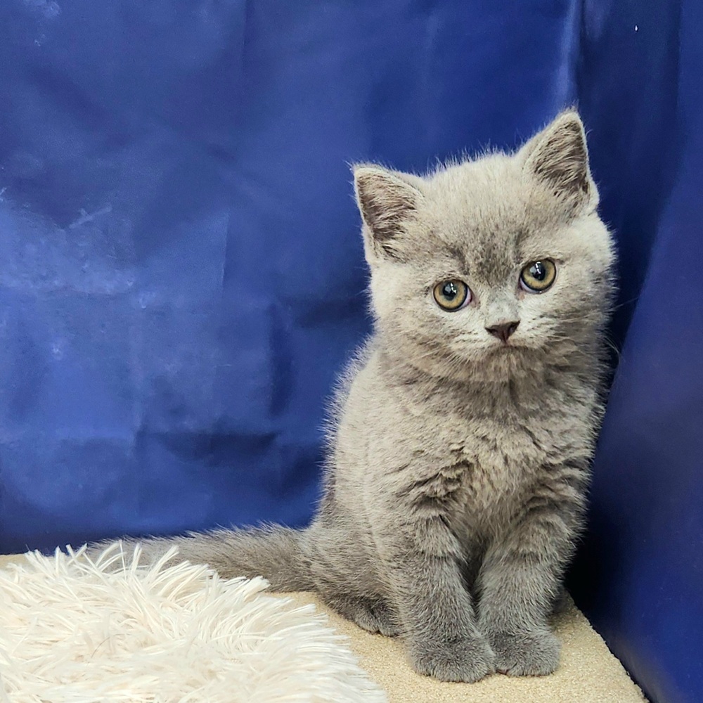 岐阜県のブリティッシュショートヘアー (犬の家＆猫の里中津川店/2025年9月22日生まれ/男の子/ブルー)の子猫の1枚目の画像