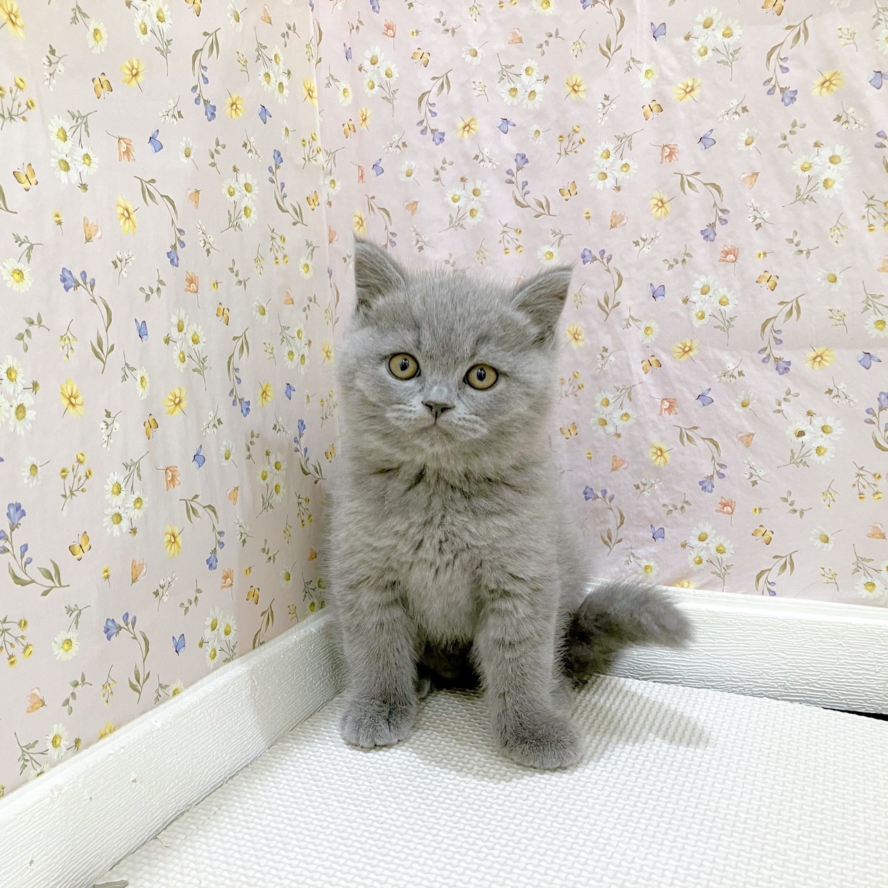 ブリティッシュショートヘア男の子の写真