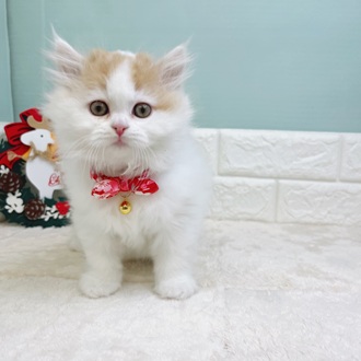 静岡県のミヌエット (犬の家＆猫の里マークイズ静岡店/2025年9月24日生まれ/男の子/レッドタビーホワイト)の子猫の2枚目の画像