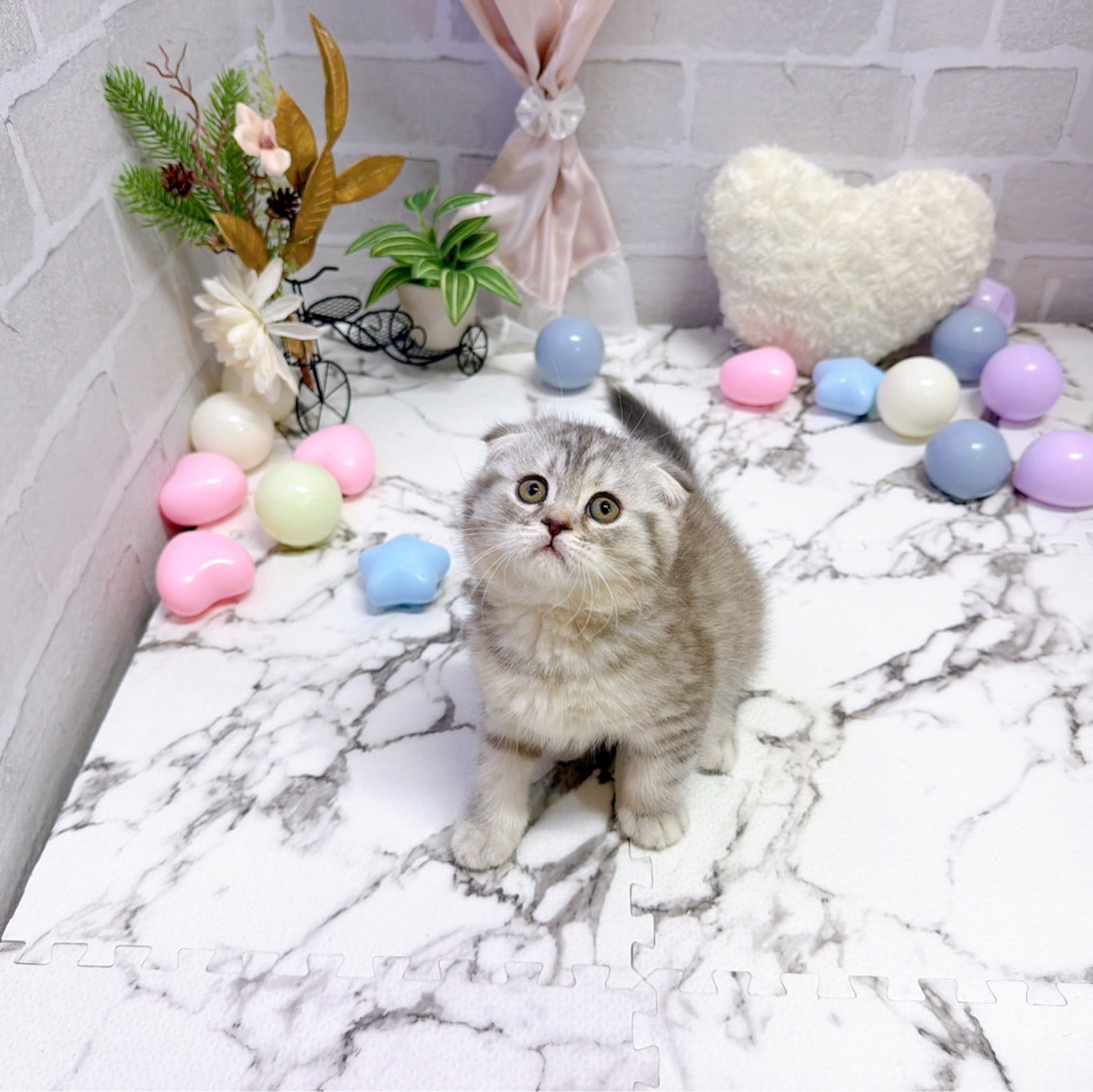 愛知県のスコティッシュフォールド (犬の家＆猫の里岡崎店/2025年9月23日生まれ/女の子/ブルーパッチドタビー)の子猫の2枚目の画像