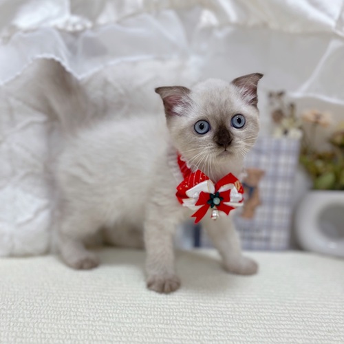 岐阜県のスコティッシュフォールド (犬の家＆猫の里カラフルタウン岐阜店/2025年9月26日生まれ/女の子/シールポイント)の子猫の2枚目の画像