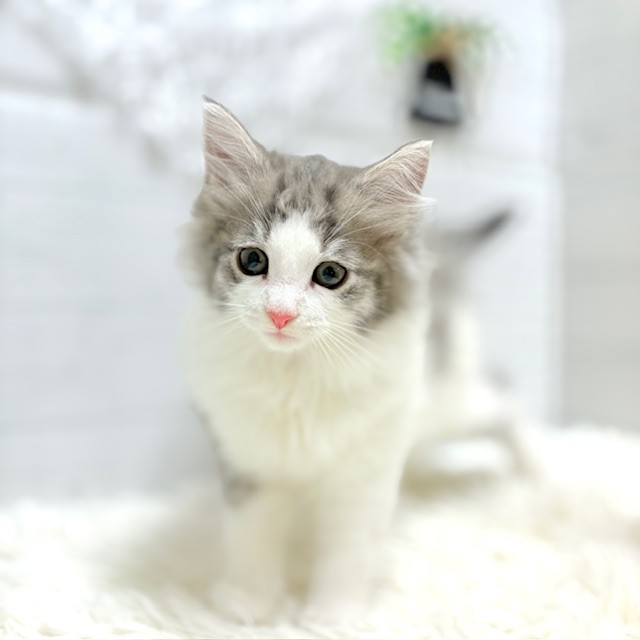 愛知県のノルウェージャンフォレストキャット (犬の家＆猫の里豊田店/2025年9月25日生まれ/女の子/ブルータビーホワイト)の子猫