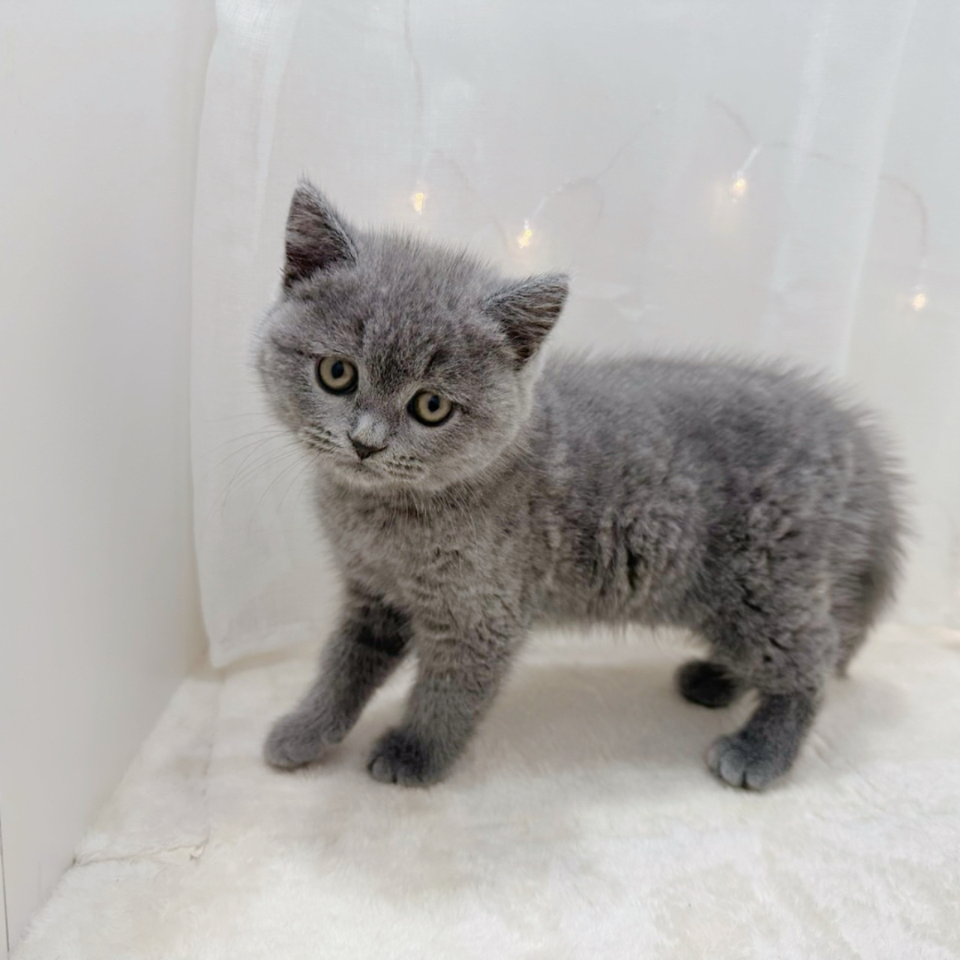 ブリティッシュショートヘア女の子の写真