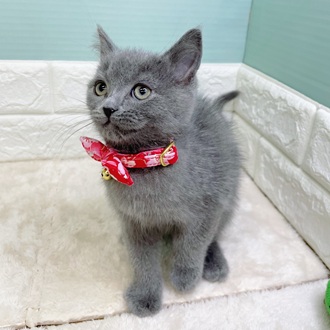 静岡県のスコティッシュフォールド (犬の家＆猫の里マークイズ静岡店/2025年9月20日生まれ/男の子/ブルー)の子猫の1枚目の画像