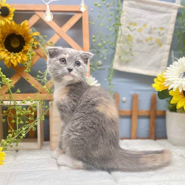 千葉県のスコティッシュフォールド (犬の家＆猫の里ワンズモール稲毛店/2025年9月20日生まれ/女の子/ダイリュートキャリコ)の子猫の2枚目の画像