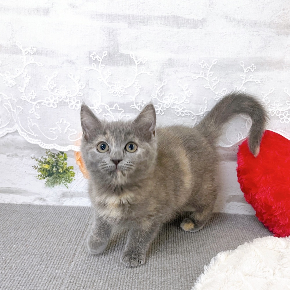 京都府のスコティッシュフォールド (犬の家＆猫の里京都樟葉店/2025年9月20日生まれ/女の子/ブルークリーム)の子猫の2枚目の画像