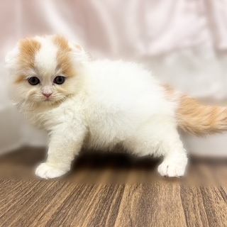 兵庫県のスコティッシュフォールド (犬の家＆猫の里カナート西神戸店/2025年9月28日生まれ/男の子/レッドホワイト)の子猫の2枚目の画像