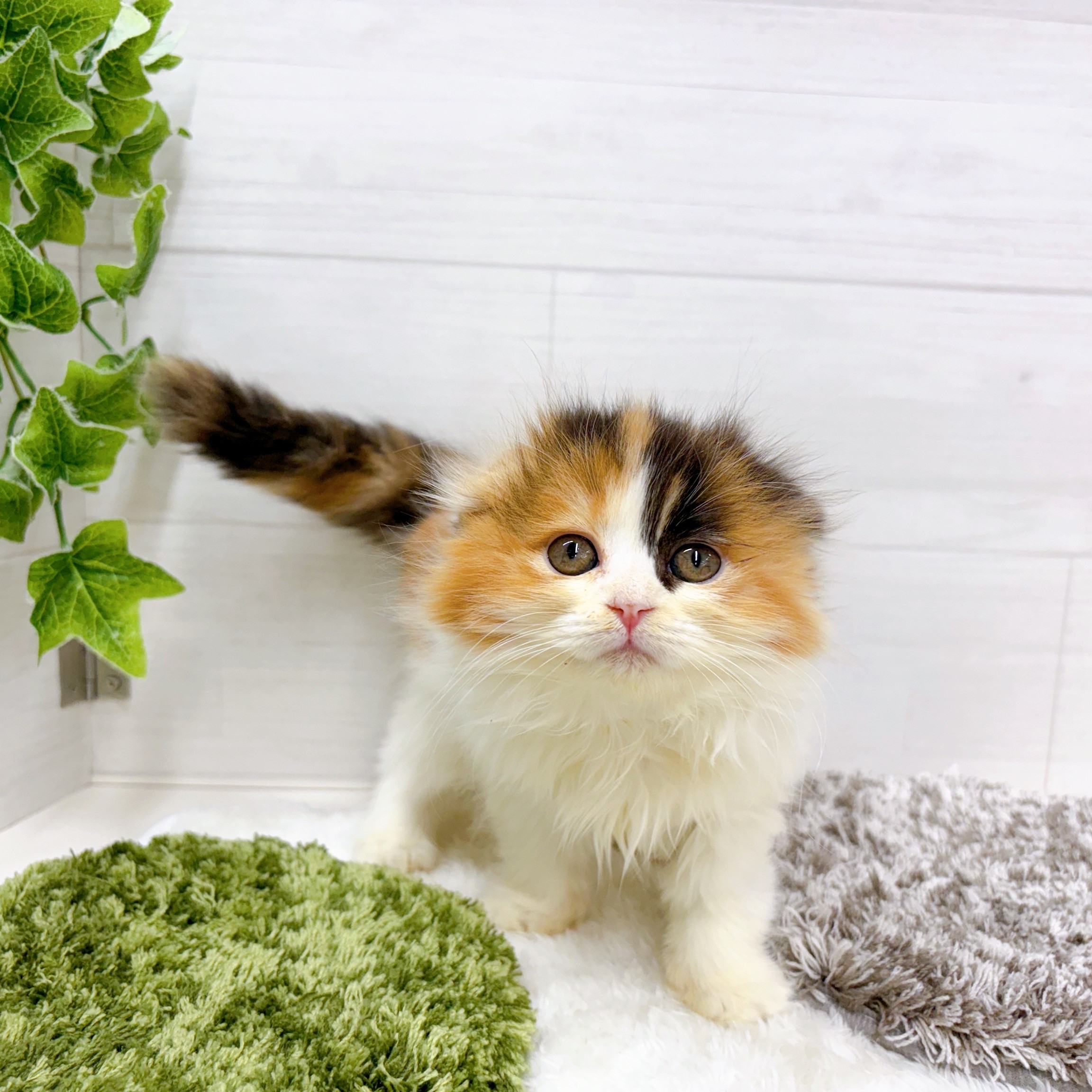 石川県のスコティッシュフォールド (犬の家＆猫の里アミーゴ金沢おこばた店/2025年9月28日生まれ/女の子/キャリコ)の子猫の2枚目の画像