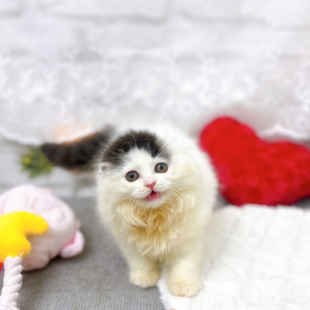 京都府のスコティッシュフォールド (犬の家＆猫の里京都樟葉店/2025年9月28日生まれ/女の子/ブラックホワイト)の子猫の2枚目の画像