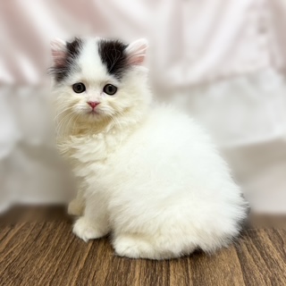 兵庫県のスコティッシュストレート (犬の家＆猫の里カナート西神戸店/2025年9月28日生まれ/女の子/ブラックホワイト)の子猫の2枚目の画像