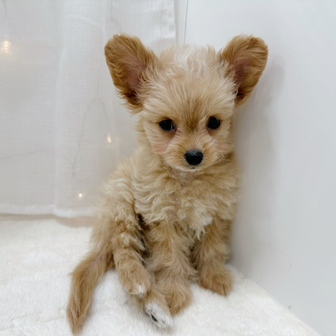 千葉県のチワプー/プーチー(チワワ×プードル) (犬の家＆猫の里BIGHOPガーデンモール印西店/2025年9月27日生まれ/男の子/アプリコットホワイト)の子犬の2枚目の画像